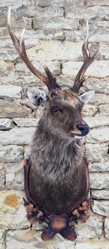 Sika deer