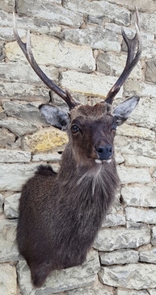 Sika deer