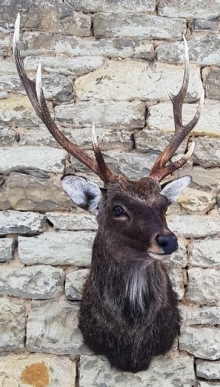 Sika deer