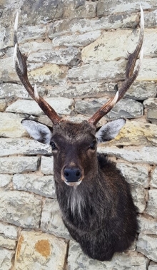 Sika deer