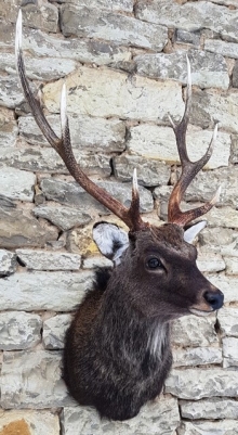 Sika deer