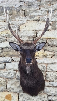 Sika deer