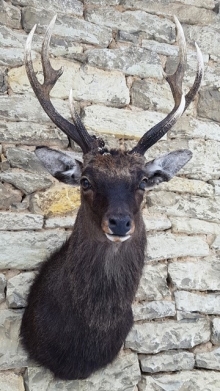 Sika deer