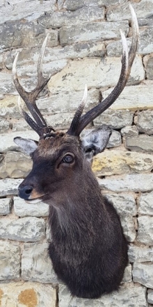 Sika deer