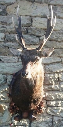 Sika deer