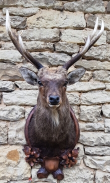 Sika deer