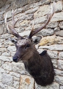 Sika deer