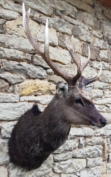 Sika deer