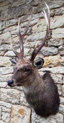 Sika deer