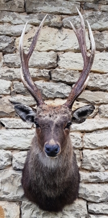 Sika deer