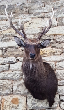 Sika deer