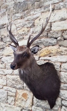 Sika deer