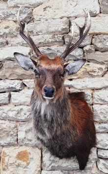 Sika deer