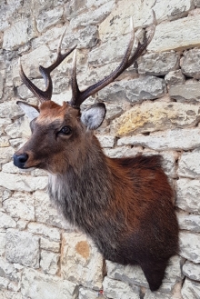 Sika deer