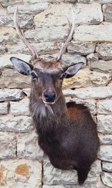 Sika deer