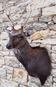 Sika deer