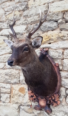 Sika deer