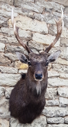 Sika deer