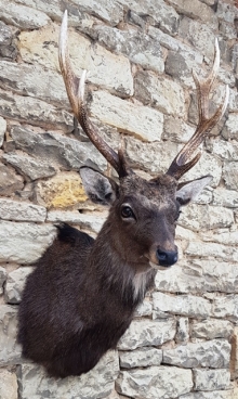 Sika deer