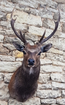 Sika deer