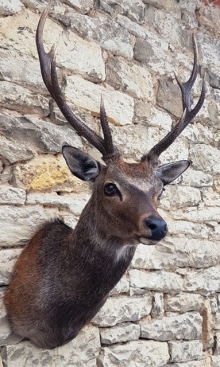 Sika deer