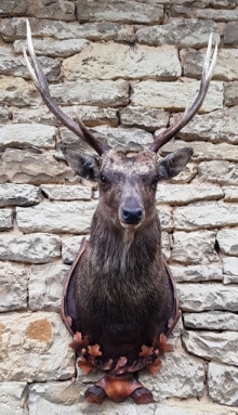 Sika deer