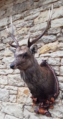 Sika deer