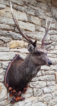 Sika deer