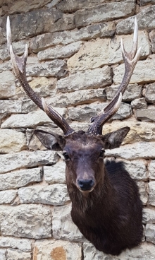 Sika deer