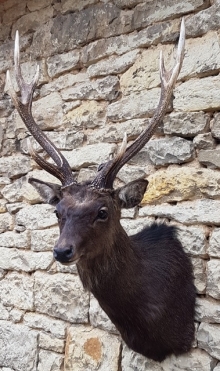 Sika deer