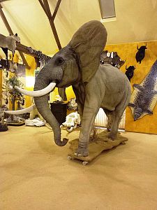 Slon africký - preparace celé postavy