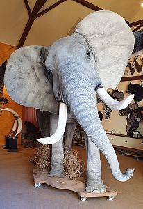 Slon africký - preparace celé postavy