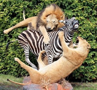 Souboj lev - lvice - zebra