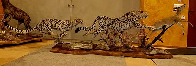 Štvanice gepardů
