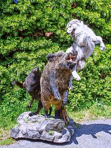 Vlci loví kňoura