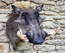 Warzenschweine, Schweine, Keiler