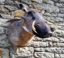 Warzenschweine, Schweine, Keiler