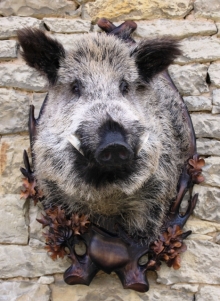 Wild boar