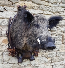 Wild boar