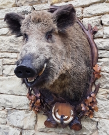 Wild boar