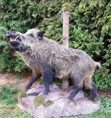 Wild boar