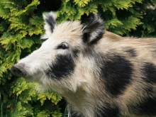 Wildschwein