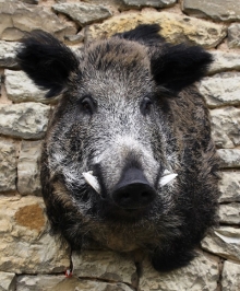 Wildschwein