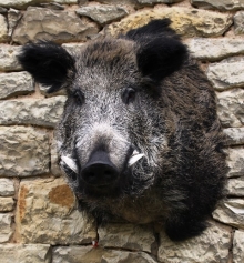 Wildschwein