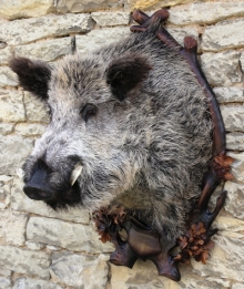 Wildschwein