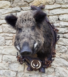 Wildschwein