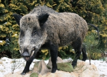 Wildschwein