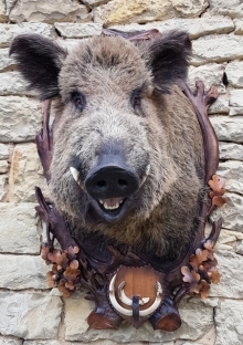 Wildschwein