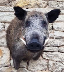 Wildschwein