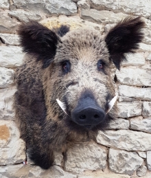 Wildschwein